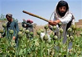 افزایش تولید مواد مخدر در افغانستان؛ چالش کشاورزان بدون معیشت جایگزین