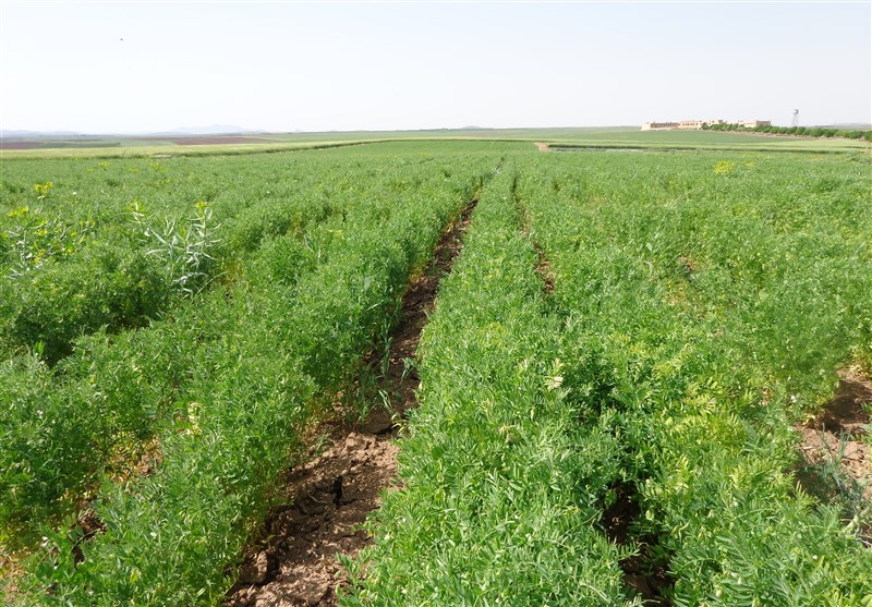 کالاهای اساسی , کشاورزی ,
