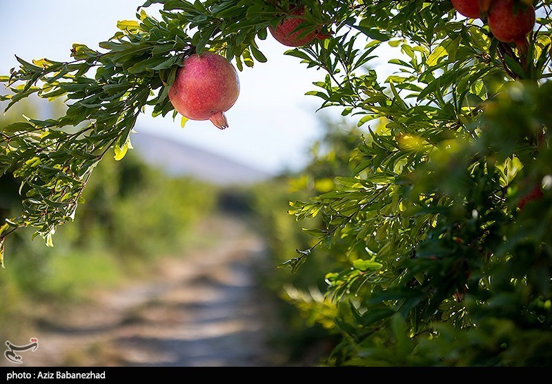 استان لرستان , اخبار استان لرستان , اخبار کوهدشت , 
