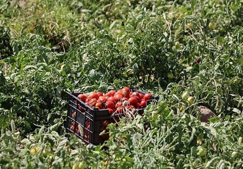 الگوی کشت , اخبار استان بوشهر , اخبار بندر کنگان ,