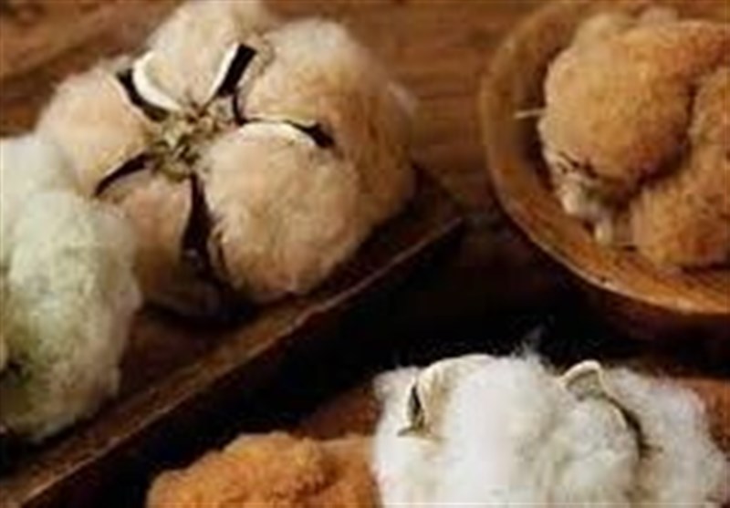 اخبار استان خراسان جنوبی , خبرگزاری تسنیم ,
