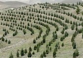 آغاز پویش ملی نهال‌کاری برای تحقق طرح کاشت یک میلیارد درخت