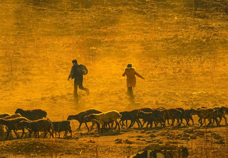 سینما , سینمای ایران , نقد فیلم , فیلم , 