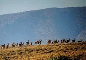 درخواست اساتید دانشگاه از سلاجقه/ مدیران شایسته "پارک ملی گلستان" ابقا شوند