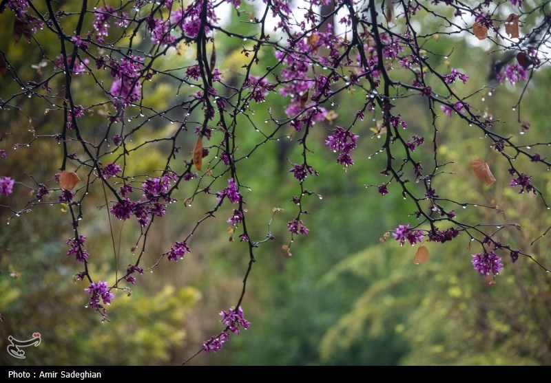 اخبار استان خراسان جنوبی , طبیعت ,