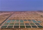 شیلات باید به مدل متراکم و بهره‌ور تغییر مسیر دهد/ واگذاری‌ها اصلاح می‌شود