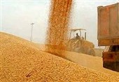 48 همت طلب گندمکاران باقی مانده/ توپ در زمین بازرگانی دولتی