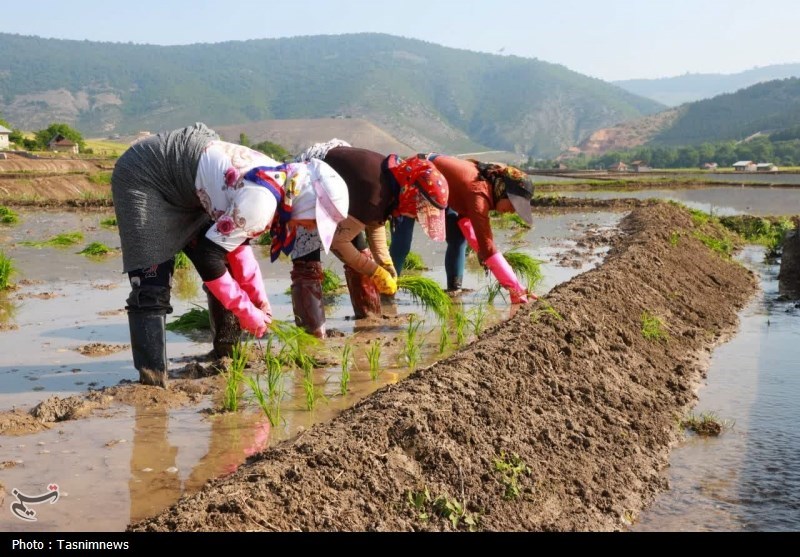 اخبار استان مازندران , اخبار ساری ,
