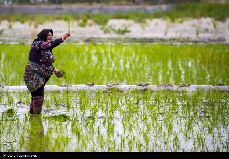 تودهنی زنان نشاکار مازندران به ترامپ