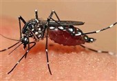 افزایش مبتلایان به تب دنگی در هرمزگان به 168 نفر