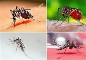 تب دنگی در استان بوشهر شناسایی نشده است