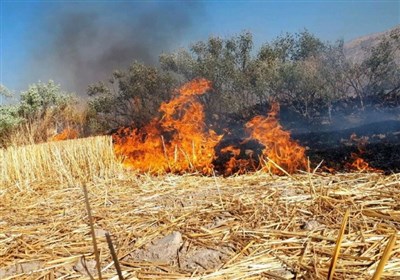 یادداشت| تهدید خطرناک کلش‌سوزی در شالیزارهای لرستان!