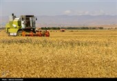 الزام قانونی پرداخت مطالبات گندم‌کاران در24ساعت