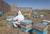 زنبورداری سیستان و بلوچستان در مسیر توسعه صادرات عسل ارگانیک