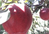 پیچیدگی تعهدات ارزی، صادرکننده واقعی سیب را از میدان خارج کرد