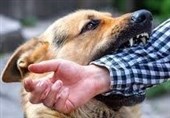 آمار بالای سگ‌گزیدگی در گلستان/ حیوانات خانگی شناسنامه‌دار می‌شوند