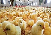 پروبیوتیک بومی؛ پیشنهاد جدید دانشمندان ایرانی برای سلامت جوجه‌های گوشتی