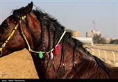 راه‌اندازی اورژانس اسب برای نخستین‌بار در ایران