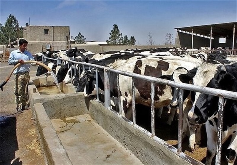 157 میلیارد تسهیلات دامداری در لرستان؛ 800 دامدار به بانک معرفی شدند