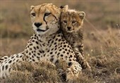 ایران چگونه گونه‌های جانوری را فریز می‌کند؟