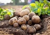 تولید سیب‌زمینی مقاوم به ویروس‌ها با انرژی هسته ای
