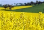 پیش‌بینی تولید بیش از 18 هزار تن کلزا در اردبیل