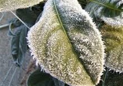 هشدار یخبندان زودرس در خراسان جنوبی؛ قاین در معرض سرمای پاییزی