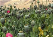 افغانستان خواستار محکومیت تولید و قاچاق مواد مخدر در پاکستان شد