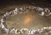 اینجا ابواء است؛ مزار آمنه(س)، مادر اشرف مخلوقات