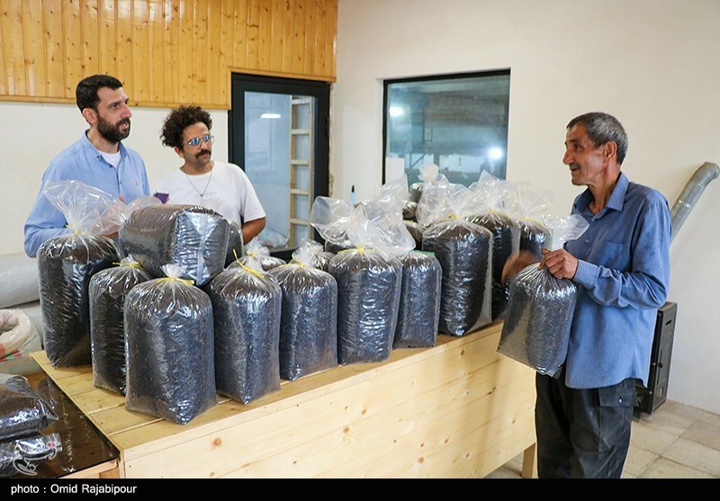 چای , اخبار استان گیلان , اخبار لاهیجان , اخبار رشت , نظام مسائل استان گیلان , کشاورزی ,
