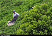 احیای باغ‌های چای تا افزایش درآمد 10 هزار و 500 بهره‌بردار لاهیجانی