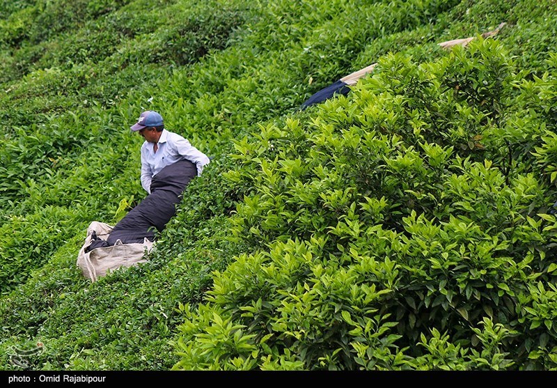 چای , اخبار استان گیلان , اخبار لاهیجان , اخبار رشت , نظام مسائل استان گیلان , کشاورزی ,