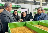 نخستین برداشت «میل‌ورم» در سیستان