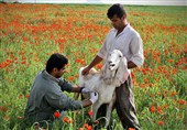 İran'da Nükleer Bilim İnsanlarının Yeni Yerli Aşı Kazanımı
