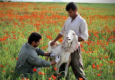 تب برفکی , استان لرستان , اخبار استان لرستان , اخبار خرم‌آباد , 