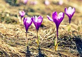 ایران با 25 گونه زعفران وحشی از غنی‌ترین زیستگاه‌های زعفران جهان