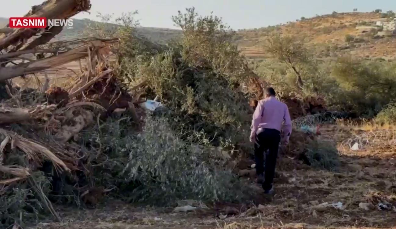 فلسطين , الكيان الصهيوني , الضفة الغربية , أشجار الزيتون ,