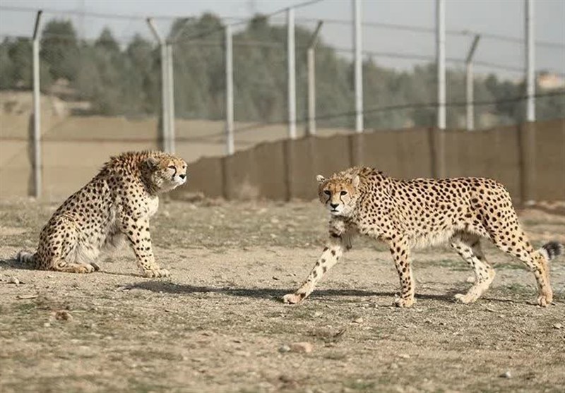 یوزپلنگ ایرانی , تسنیم , اخبار استان سمنان , نظام مسائل استان سمنان ,