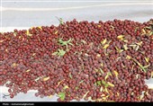 ثبت جشنواره عناب در تقویم گردشگری ایران