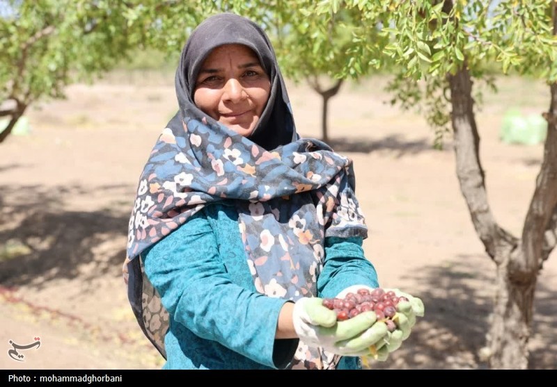 اخبار استان خراسان جنوبی , خبرگزاری تسنیم , کشاورزی , 