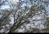 «نجات آب» ــ 63 |استفاده از گونه‌های پوششی و کشاورزی حفاظتی