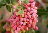 ارتقای کیفیت محصول 10 هزار هکتار باغ پسته ابرکوه ‌