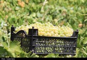 آغاز برداشت خوشه‌های زرین در شهر جهانی انگور
