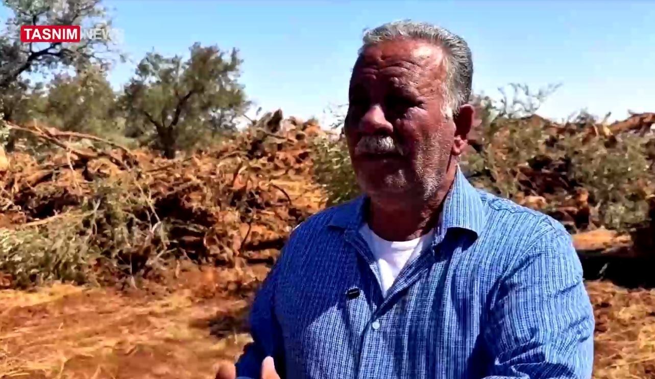 الضفة الغربية , الاحتلال الإسرائيلي , فلسطين , أشجار الزيتون ,