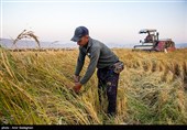 اینفوگرافیک| نگهداری صحیح شلتوک پس از برداشت