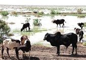 دامداران سیستانی در محاصره خشکسالی و گرانی/ نه آب هست نه خوراک دام!