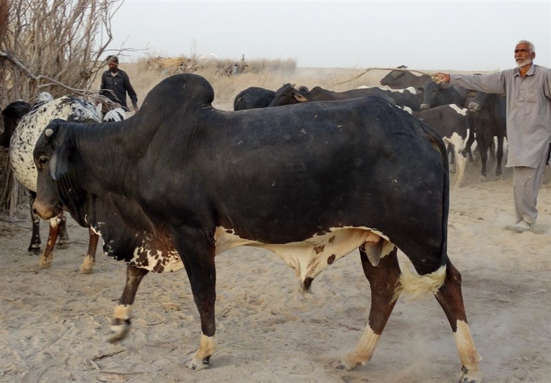 استان سیستان و بلوچستان , اخبار سیستان , نظام مسائل استان سیستان و بلوچستان , اخبار زابل , نظام مسائل استان , 