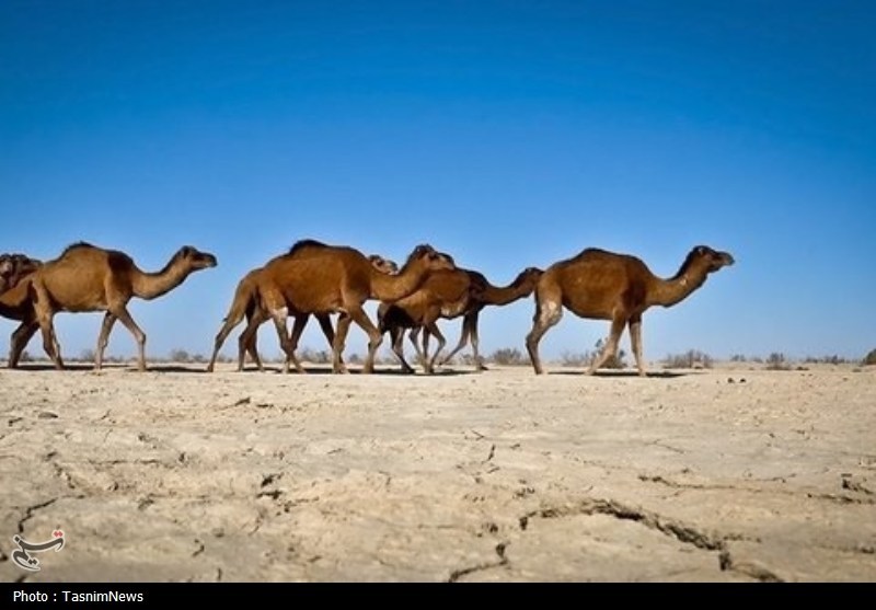 اخبار بندرعباس , اخبار جاسک , اخبار میناب , تصادف , 