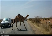 ‌سایه مرگ شترهای بی‌ساربان بر جاده‌های جنوب/ در این مسیرها شترها "جان" می‌گیرند!