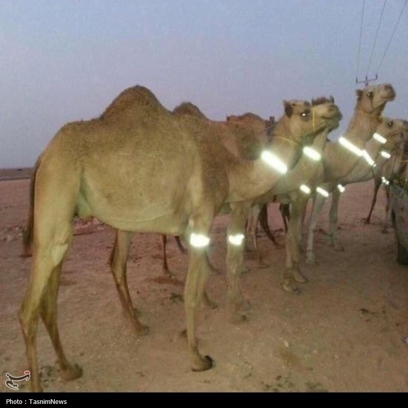 اخبار بندرعباس , اخبار جاسک , اخبار میناب , تصادف , 